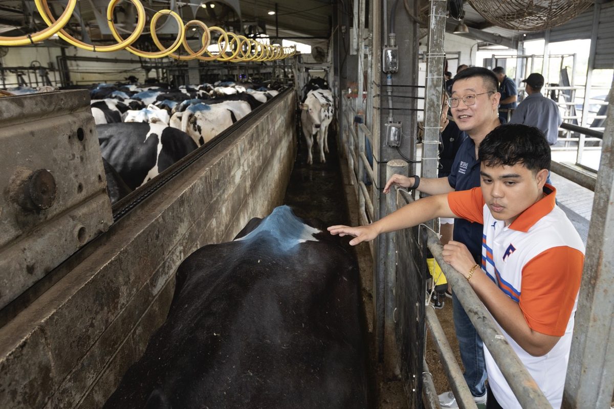 Angelo De Castro and Dr. Haipeng Yu checking a cow enrolled in the study